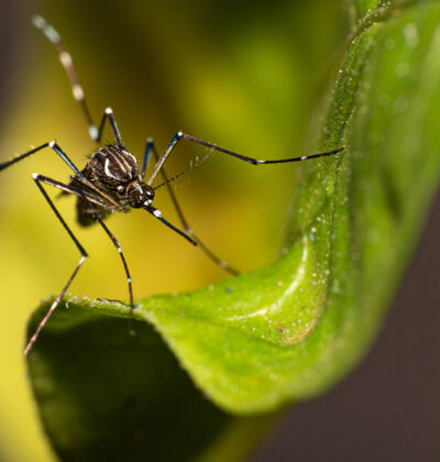 Dengue: confira publicações de importantes documentos do Ministério da Saúde